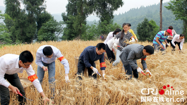 图片默认标题_fororder_苍溪宣传部干部职工帮助贫困户收割小麦-刘徽摄