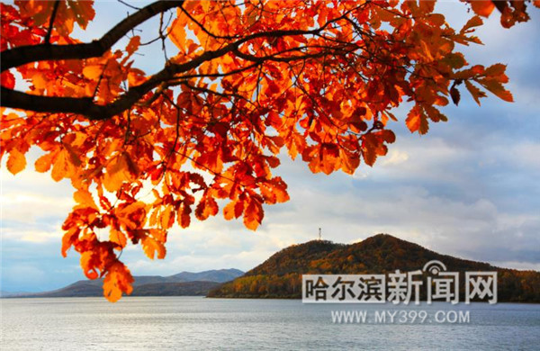 中国网信网：【生态文明@湿地】冰城湿地已增至19.95万公顷，湿地
