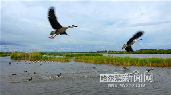 中国网信网：【生态文明@湿地】冰城湿地已增至19.95万公顷，湿地