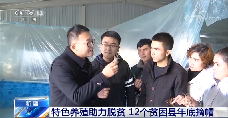 [央视网]新疆特色养殖助力脱贫 12个贫困县年底摘帽