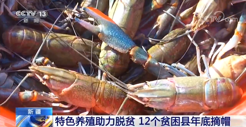 [央视网]新疆特色养殖助力脱贫 12个贫困县年底摘帽