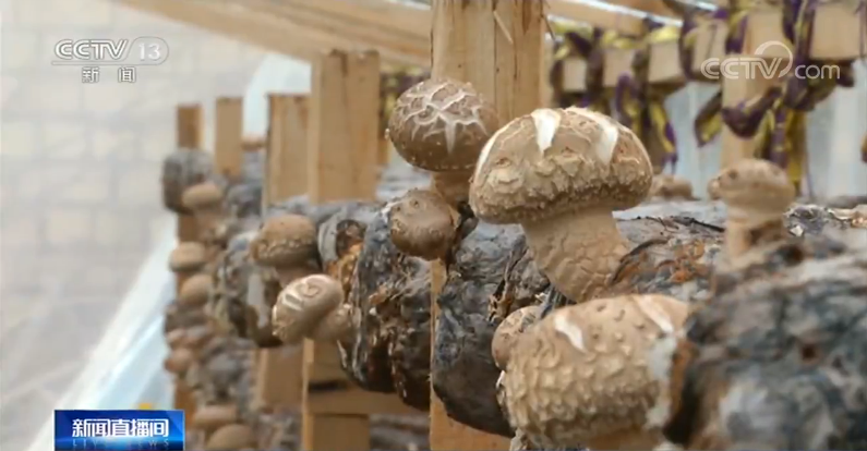 [央视网]新疆特色养殖助力脱贫 12个贫困县年底摘帽