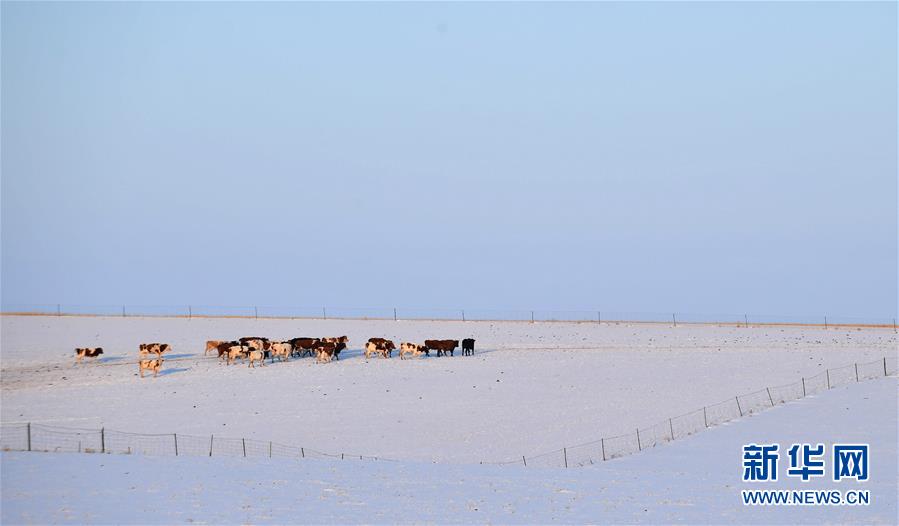 「新华网」呼伦贝尔大草原披银装