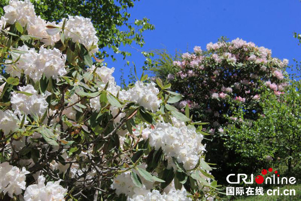 图片默认标题_fororder_各色杜鹃竞相绽放