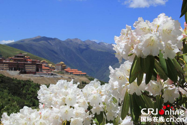 图片默认标题_fororder_盛开的杜鹃花成了马尔康市漂亮的风景线