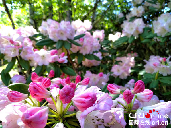 图片默认标题_fororder_马尔康杜鹃盛放