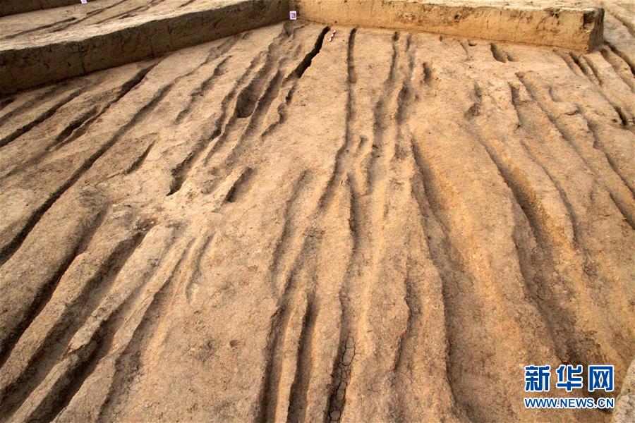 西安:新寺遗址周边发现西汉中晚期古代道路 西安:新寺遗址周边发现西汉中晚期古代道路
