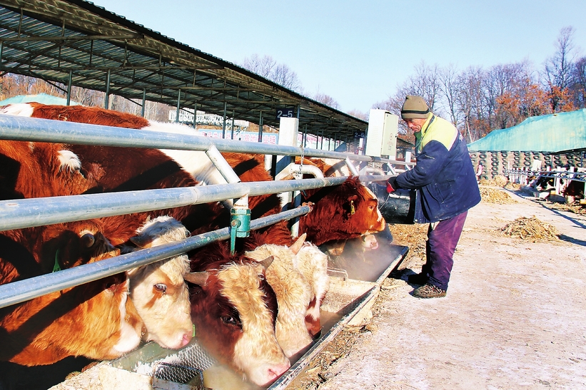 东丰县黄河镇推进肉牛养殖 带动贫困户致富