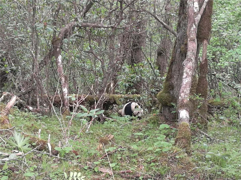 黄龙又现野生大熊猫(视频)