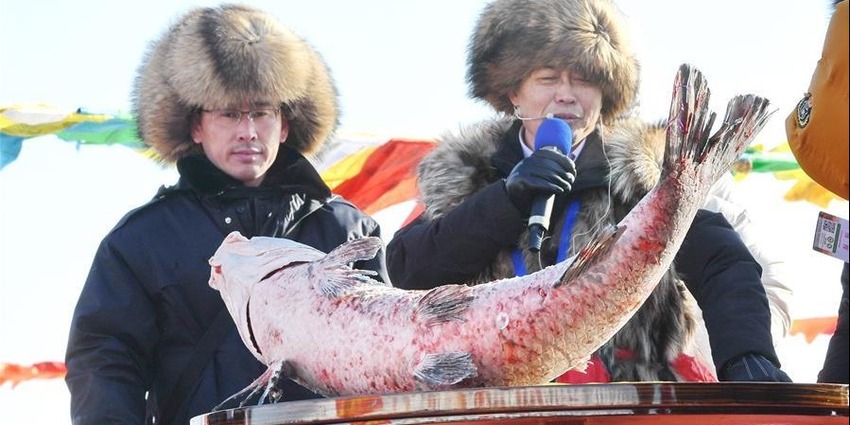 吉林:查干湖冬捕头鱼拍出85万高价
