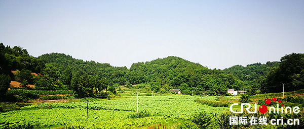 通稿（导航资阳）资阳市安岳长河源镇因地制宜发展优势产业助推乡村振兴