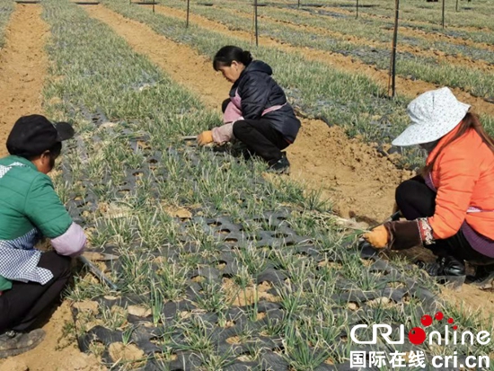 （省委网信办的合作活动）贵州威宁发展种植业拓宽农民增收路