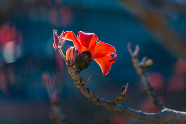 （导航攀枝花，移动端）攀枝花：四川的三亚 中国的普罗旺斯