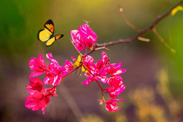（导航攀枝花，移动端）攀枝花：四川的三亚 中国的普罗旺斯