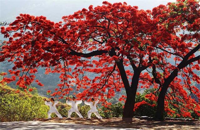 （导航攀枝花，移动端）攀枝花：四川的三亚 中国的普罗旺斯