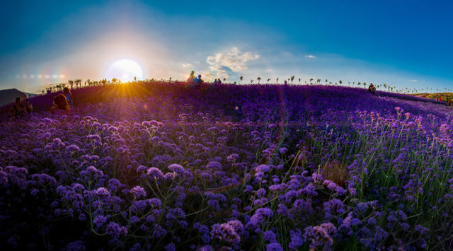 （导航攀枝花，移动端）攀枝花：四川的三亚 中国的普罗旺斯