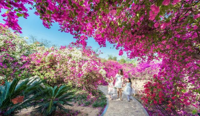 （导航攀枝花，移动端）攀枝花：四川的三亚 中国的普罗旺斯