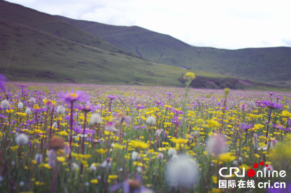 图片默认标题_fororder_4、俄么塘花海