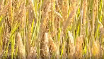 「北京日报」“奇迹、奇迹、奇迹、奇迹啊！”袁隆平这些话，又引