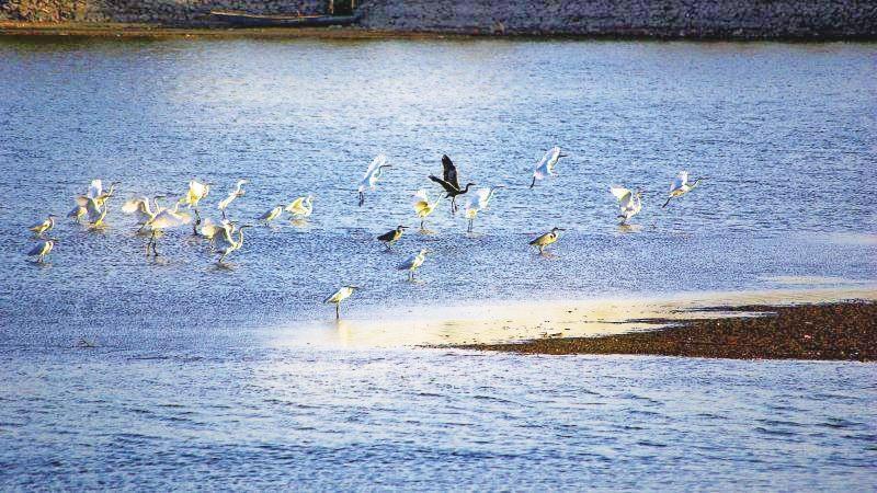 【焦点图-大图】【移动端-轮播图】最佳观鸟季到来 黄河小浪底迎来数万候鸟过冬
