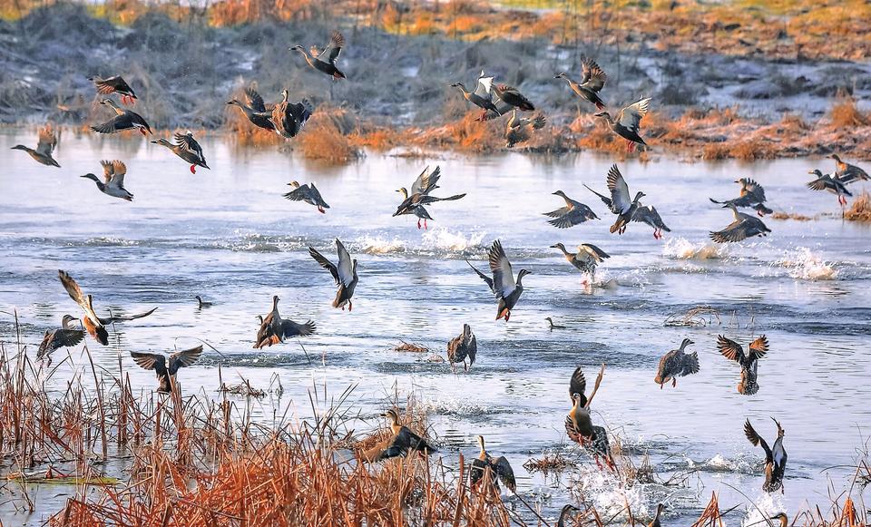 【焦点图-大图】【移动端-轮播图】最佳观鸟季到来 黄河小浪底迎来数万候鸟过冬