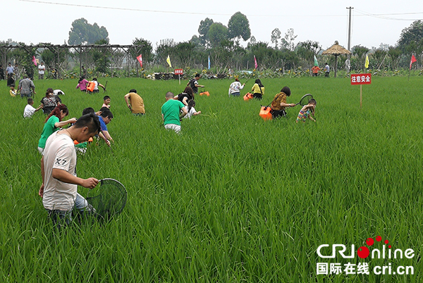 图片默认标题_fororder_稻田趣味捉鱼现场（摄影-邱美智）