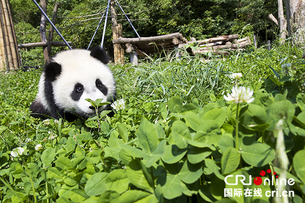 图片默认标题_fororder_格格一仔(1)