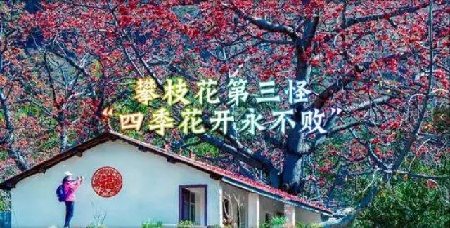 （导航攀枝花，移动端）有人总结出攀枝花“十八怪”，你来看看怪不怪！