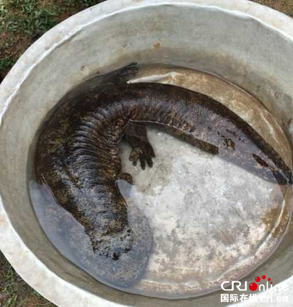 图片默认标题_fororder_2