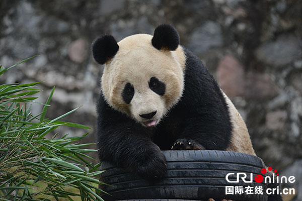 图片默认标题_fororder_3