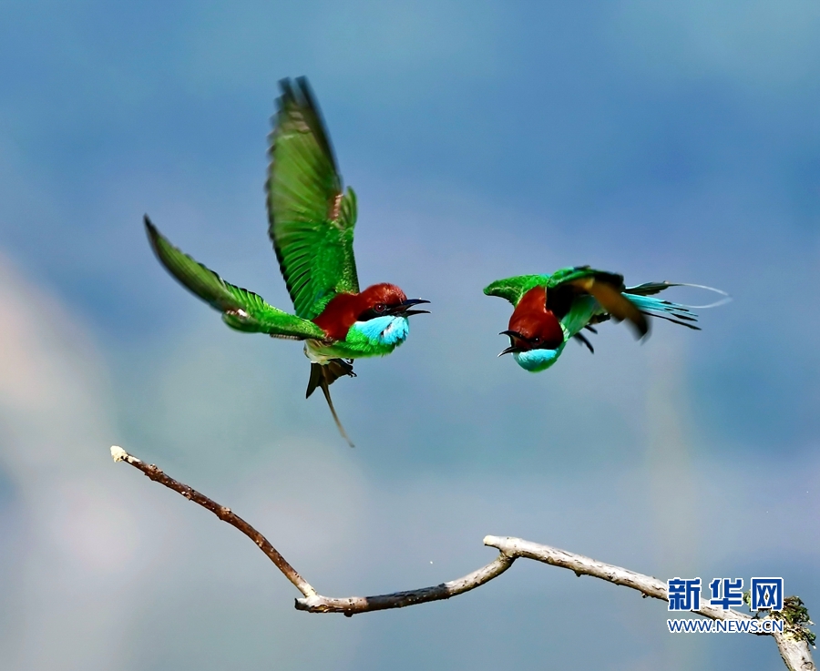 6月16日,福建省南平市延平区炉下镇斜溪村,两只蓝喉蜂虎比翼双飞.