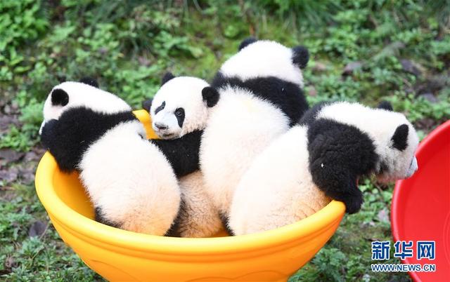 重慶動物園の2組の双子パンダが生後6ヶ月に 中国国際放送局