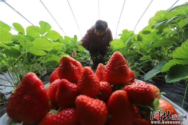 临西：草莓“甜”民心
