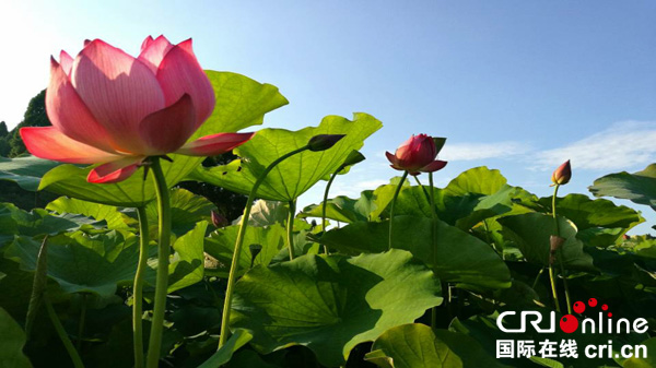 图片默认标题_fororder_五井村成片有机莲藕莲花盛开-(陶俊伶-摄影)