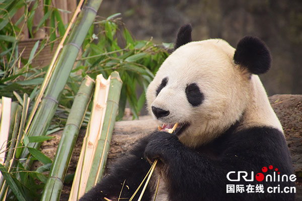 图片默认标题_fororder_1