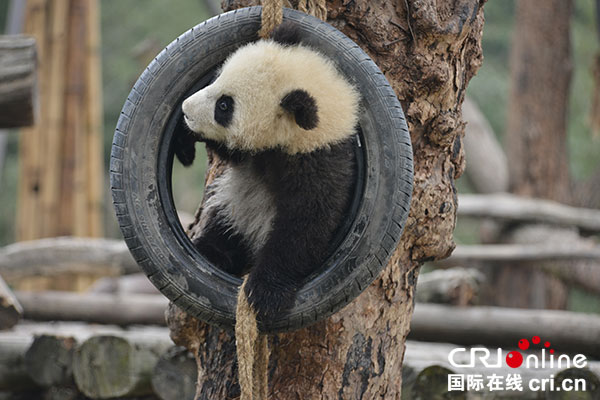 图片默认标题_fororder_4