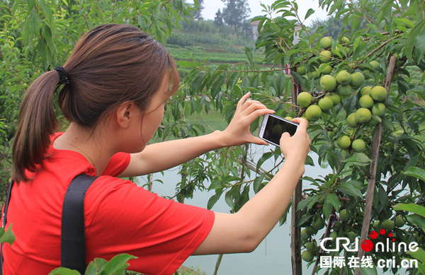 图片默认标题_fororder_游客在李子树前拍摄