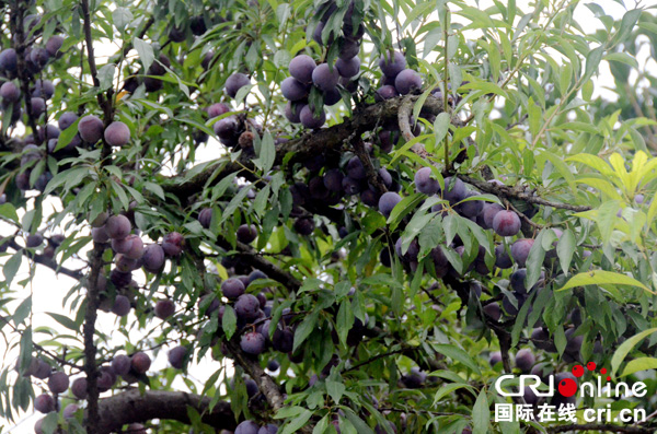 图片默认标题_fororder_枝头的李子（摄影张猜-）