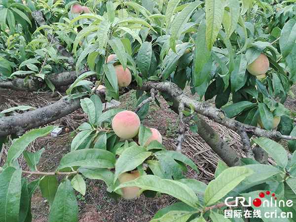 图片默认标题_fororder_5