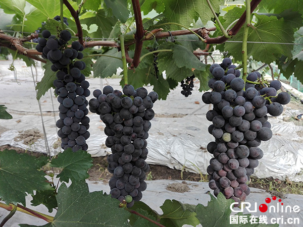 图片默认标题_fororder_2