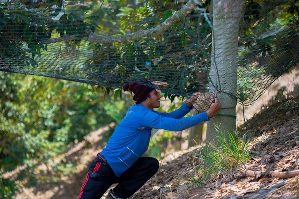 百果园正宗原产地直采再下一城 马来西亚“大芭猫山王”全新上市 百果园正宗原产地直采再下一城 马来西亚“大芭猫山王”全新上市