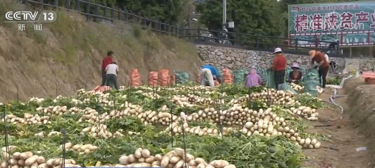 「央视网」四部门联合实施工程 互联网助力农产品出村进城更便捷