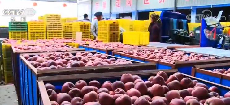 「央视网」四部门联合实施工程 互联网助力农产品出村进城更便捷