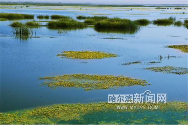 哈尔滨日报@【生态文明@湿地】黑龙江哈东沿江湿地申报国际重要湿