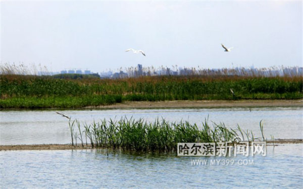 哈尔滨日报@【生态文明@湿地】黑龙江哈东沿江湿地申报国际重要湿