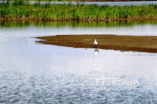 哈尔滨日报@【生态文明@湿地】黑龙江哈东沿江湿地申报国际重要湿