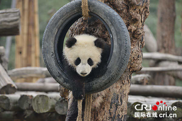 95后熊猫妈妈的另类母爱 都江堰网红大熊猫