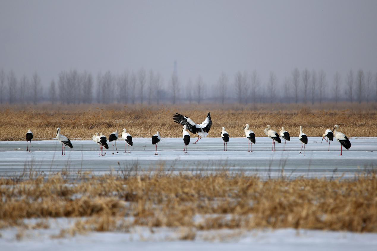 [央视网]【生态文明@湿地】他为东方白鹳筑巢守家 与候鸟相伴15载