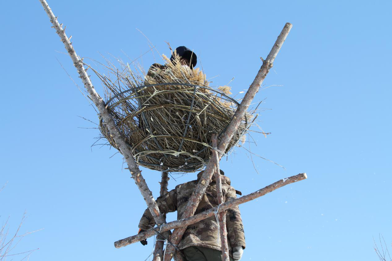 [央视网]【生态文明@湿地】他为东方白鹳筑巢守家 与候鸟相伴15载