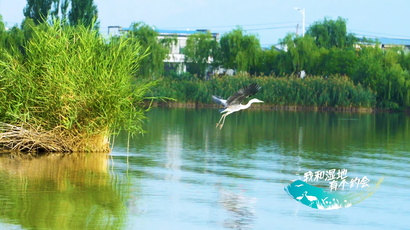 【宁夏新闻网】【生态文明@湿地】宁夏银川阅海湿地公园造就“塞